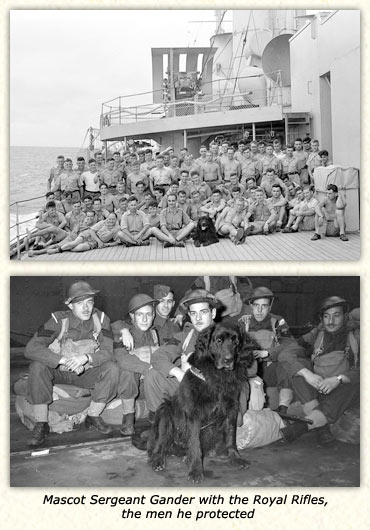 Mascot Sergeant Gander with the Royal Rifles, the men he protected